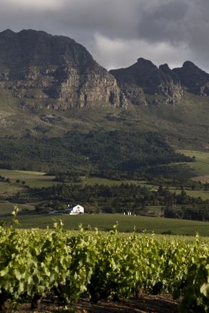 Haskell Wine Farm
